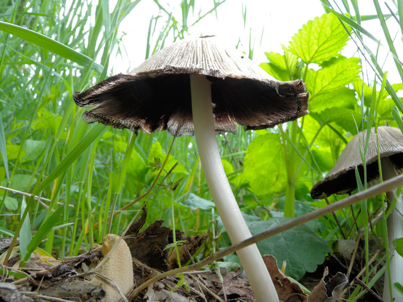 Due Coprinus